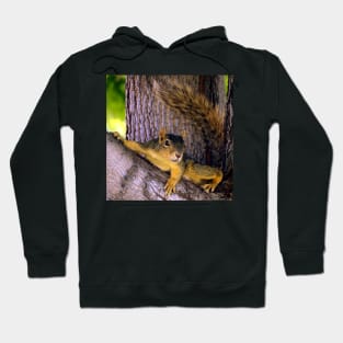 Animal - Squirrel watching from the Tree Hoodie